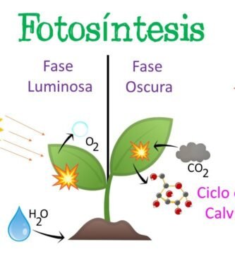 ¿Cómo afecta la luz de cultivo a la fotosíntesis?