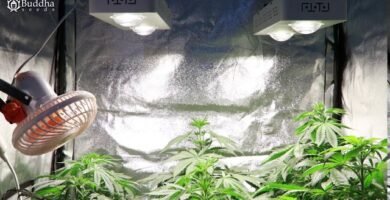 ¿Cómo ajustar la intensidad de las luces de cultivo?