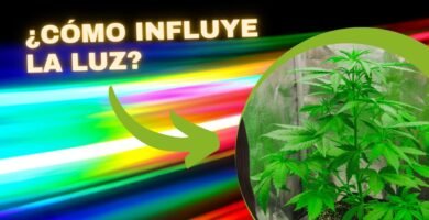 ¿Qué beneficios tiene la luz azul en el cultivo?