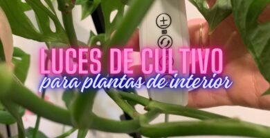 ¿Qué luz usar para plantas de interior?