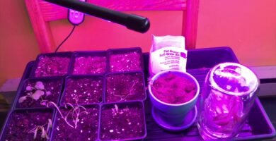 ¿Qué tipo de luz es mejor para el crecimiento rápido de plantas?