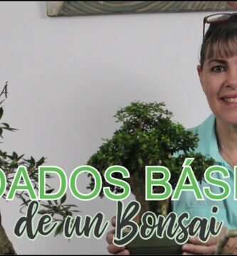 ¿Qué tipo de luz necesita el bonsái?