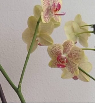 ¿Qué tipo de luz necesitan las orquídeas?