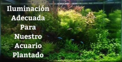 ¿Qué tipo de luz necesitan las plantas acuáticas?