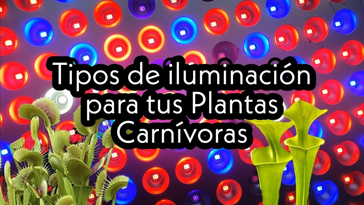 ¿Qué tipo de luz necesitan las plantas carnívoras?