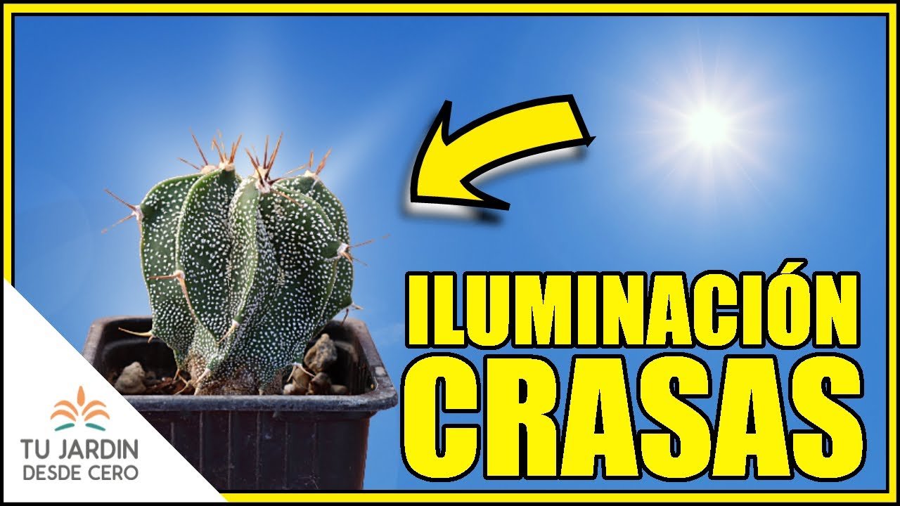 ¿Qué tipo de luz necesitan los cactus?