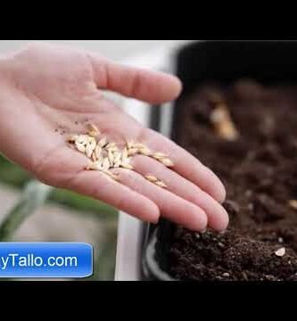 ¿Qué tipo de luz se necesita para germinar semillas?